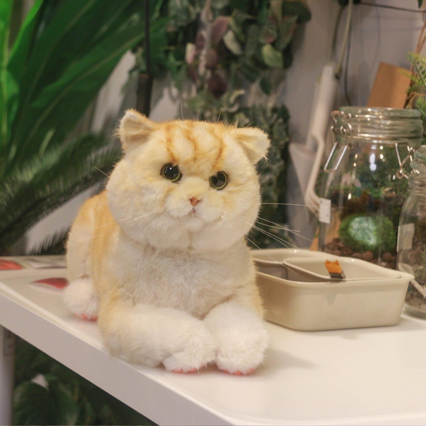 British Short Hair Cat,Golden fur - Chongker