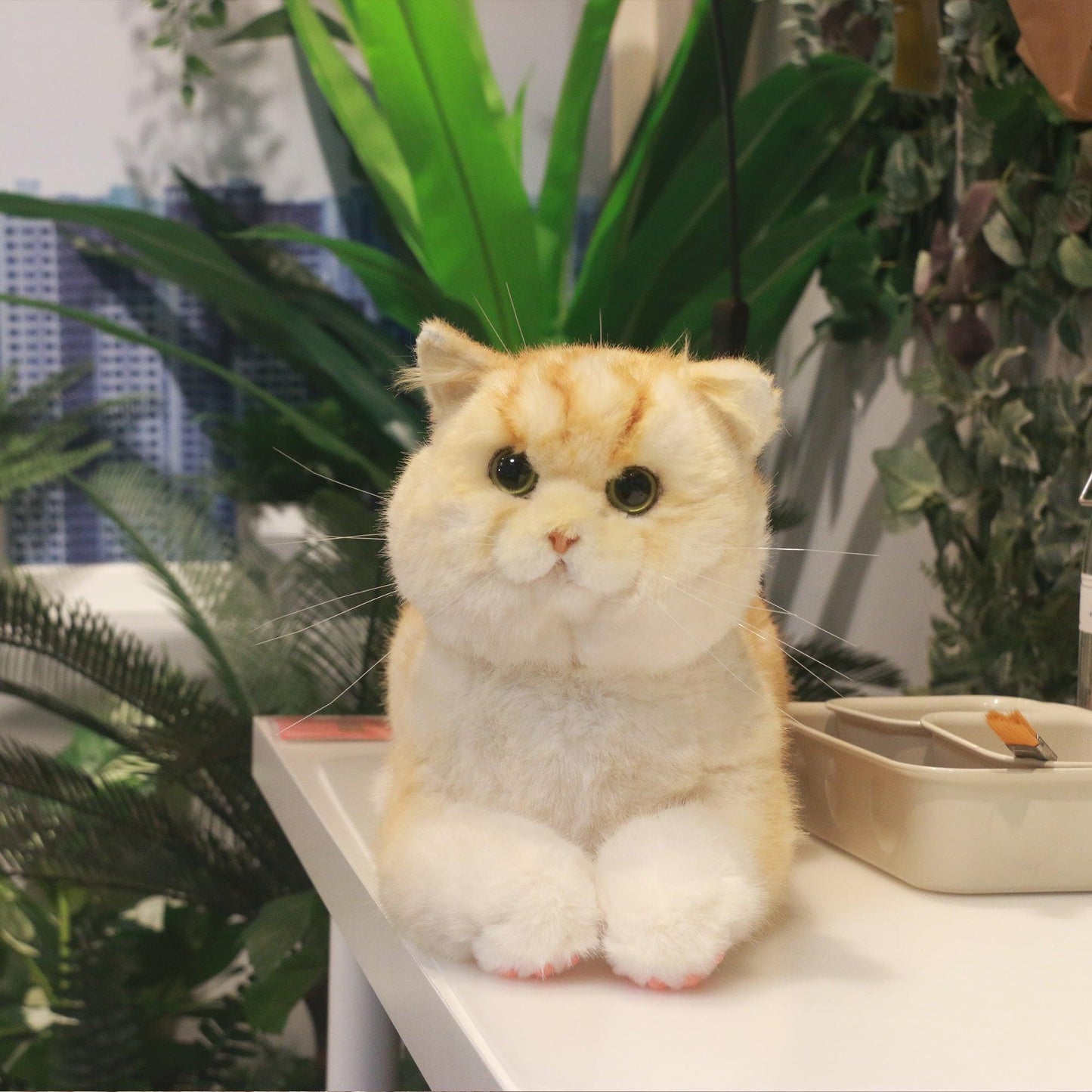 British Short Hair Cat,Golden fur - Chongker