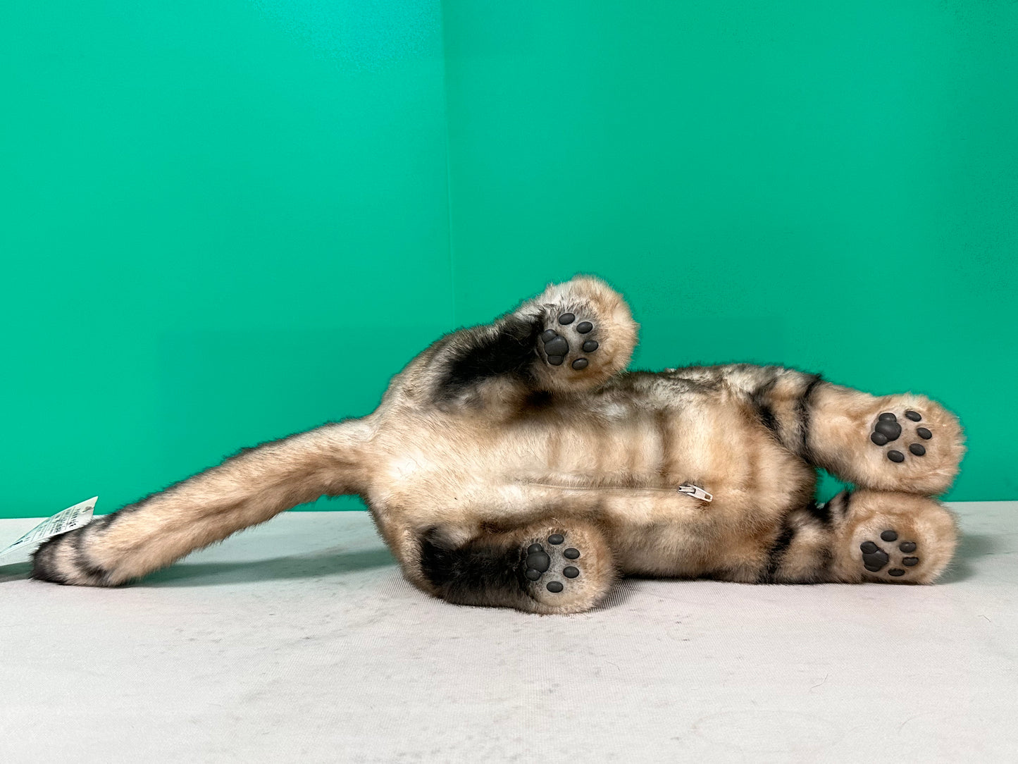 Plush American Shorthair Order to Make