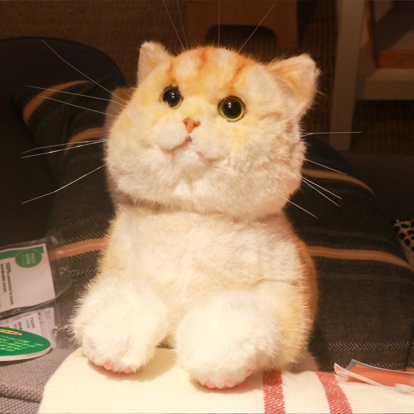 British Short Hair Cat,Golden fur - Chongker