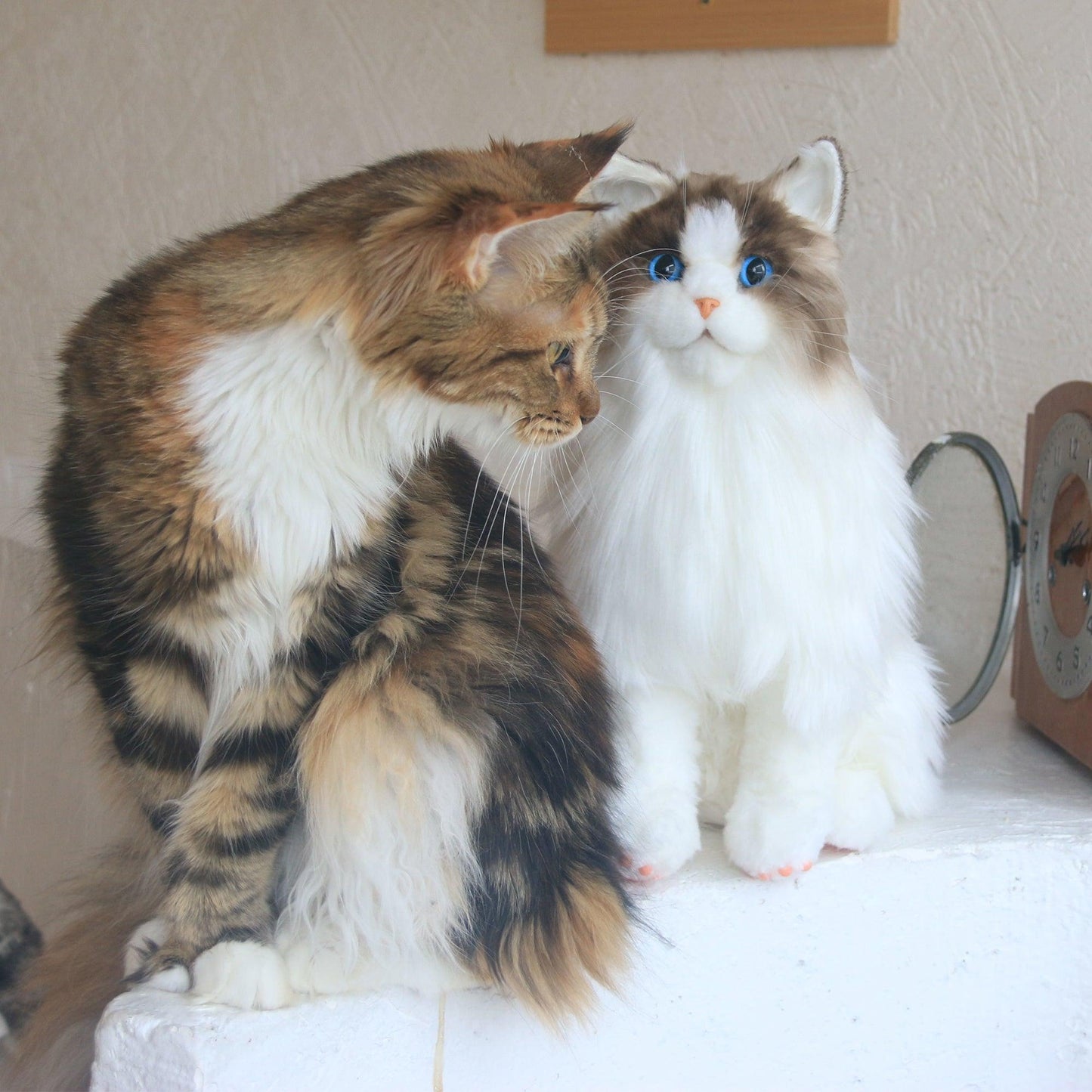 Sitting Ragdoll Cat