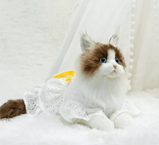 Just a Cat's Accessories, Not Cat‘s Price. - Chongker