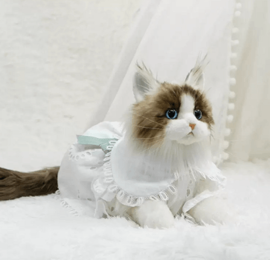 Just a Cat's Accessories, Not Cat‘s Price. - Chongker