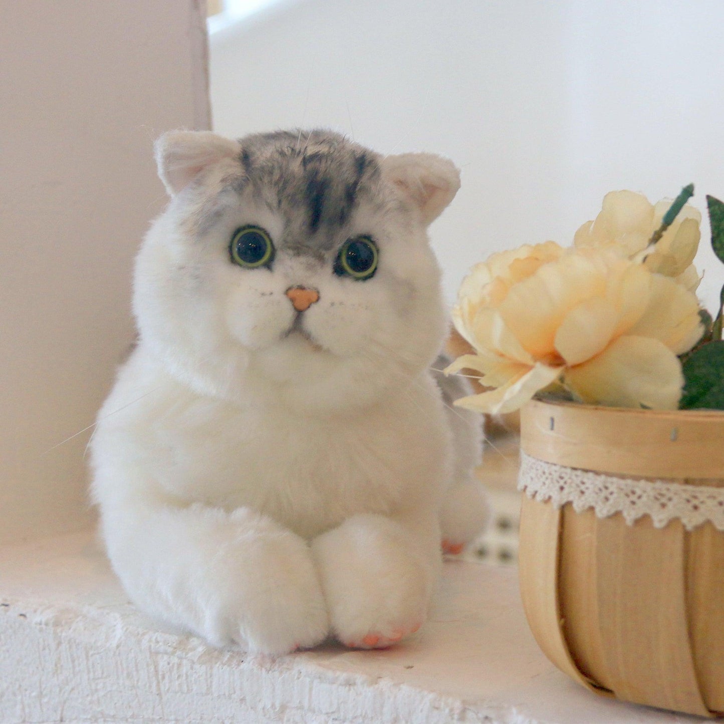 British Short-Hair Cat - Chongker