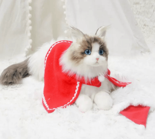Just a Cat's Accessories, Not Cat‘s Price. - Chongker