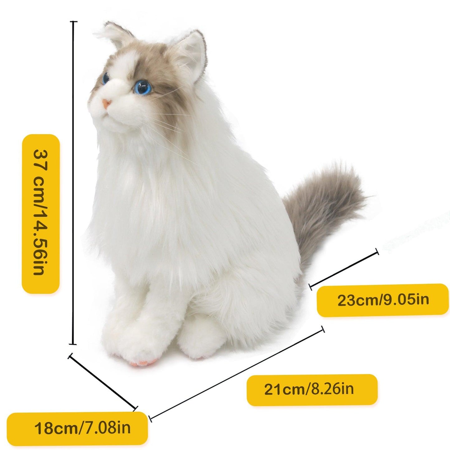 Sitting Ragdoll Cat