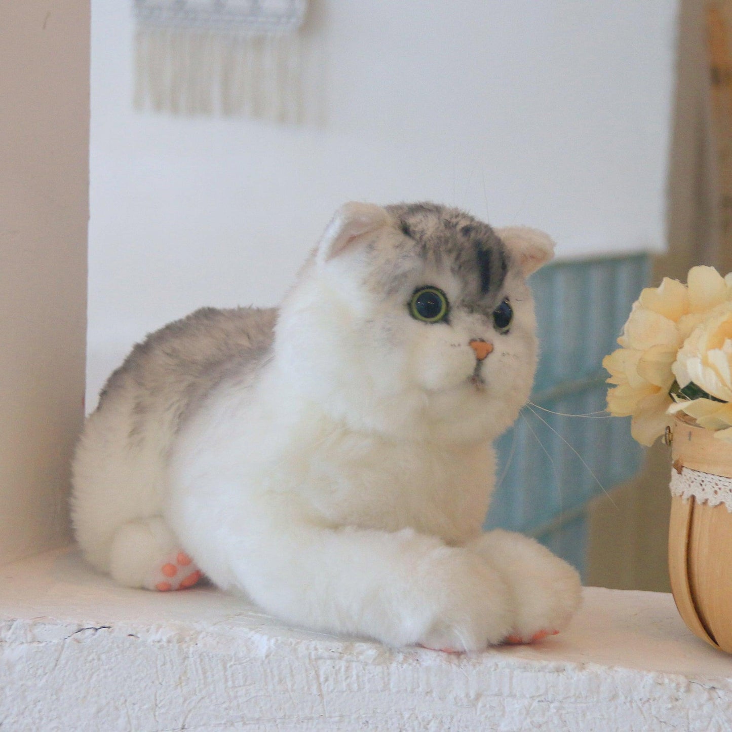 British Short-Hair Cat - Chongker