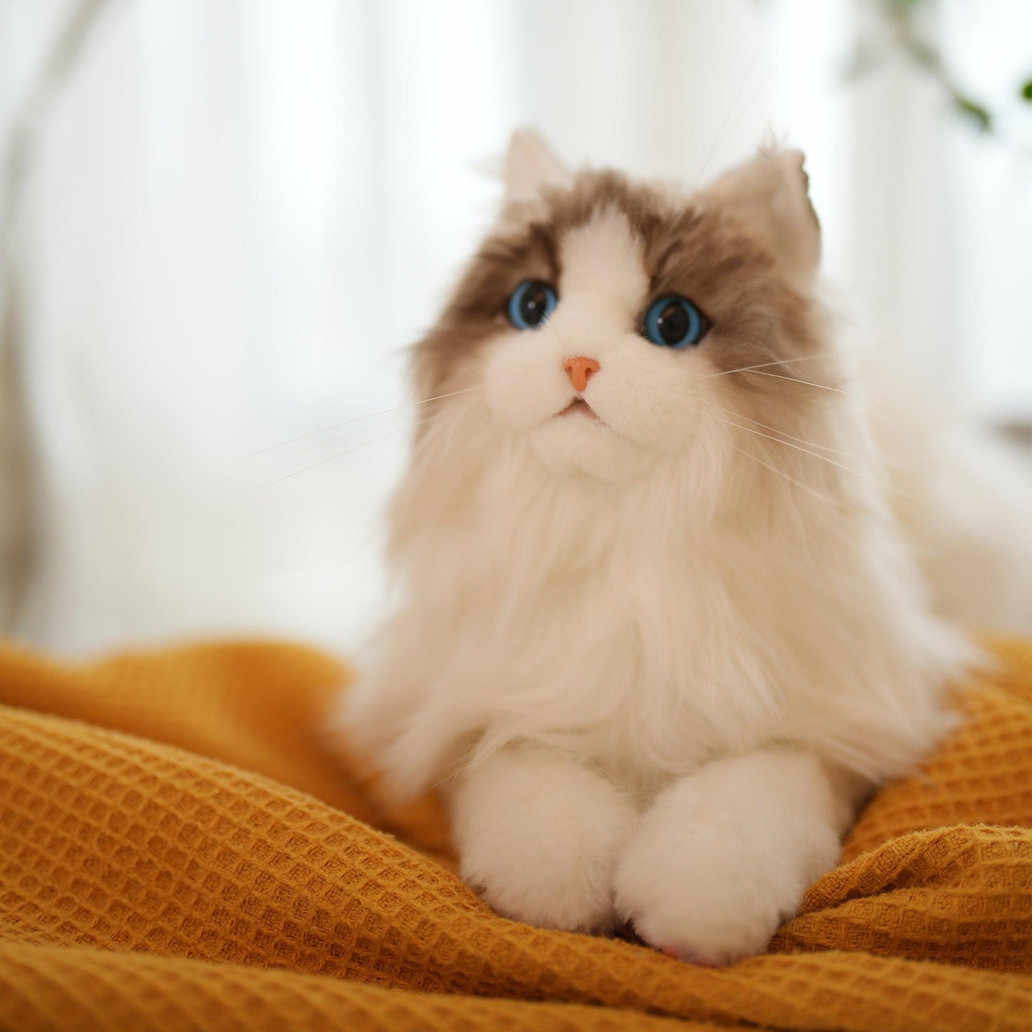 Ragdoll-Katze