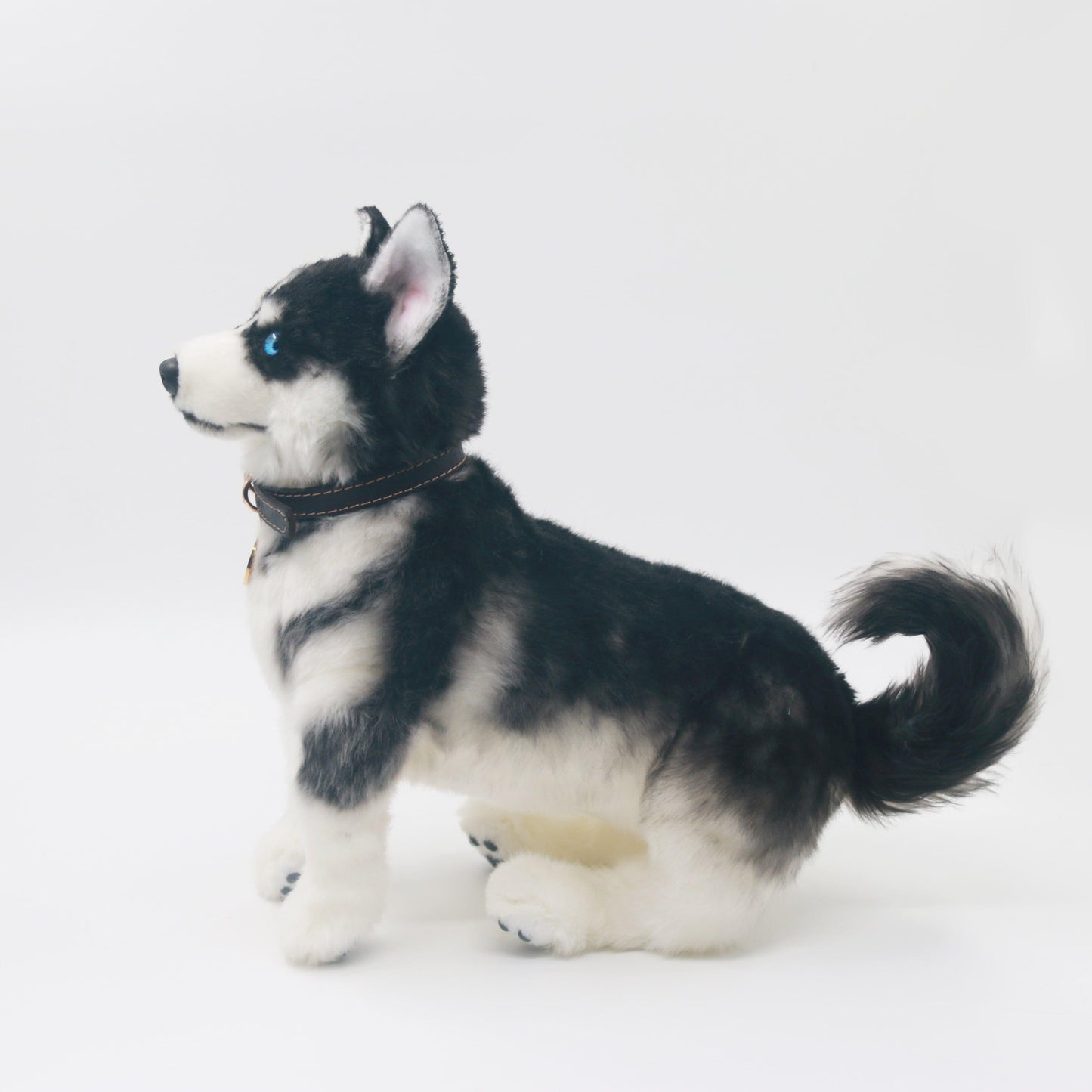Siberian Husky - Chongker