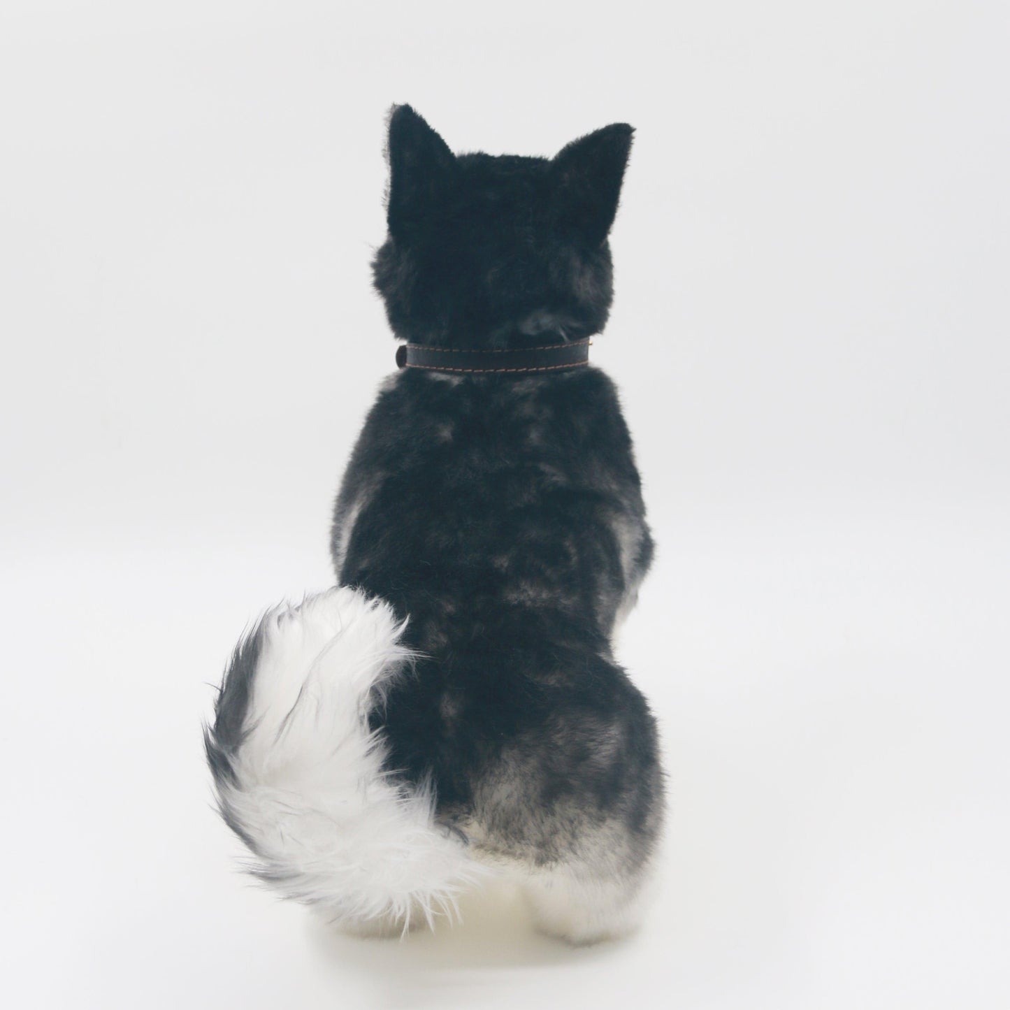 Siberian Husky - Chongker