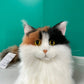 Calico Cat Order to Make