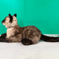 Siamese Shorthair Cat Order to Make