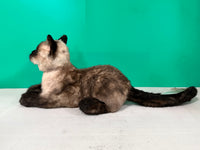 Plüsch Siamkatze Kurzhaar Gewichtet-Handgefertigt Lebensgroßer Begleiter & Haustier-Gedenkfigur