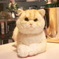 British Short Hair Cat,Golden fur - Chongker