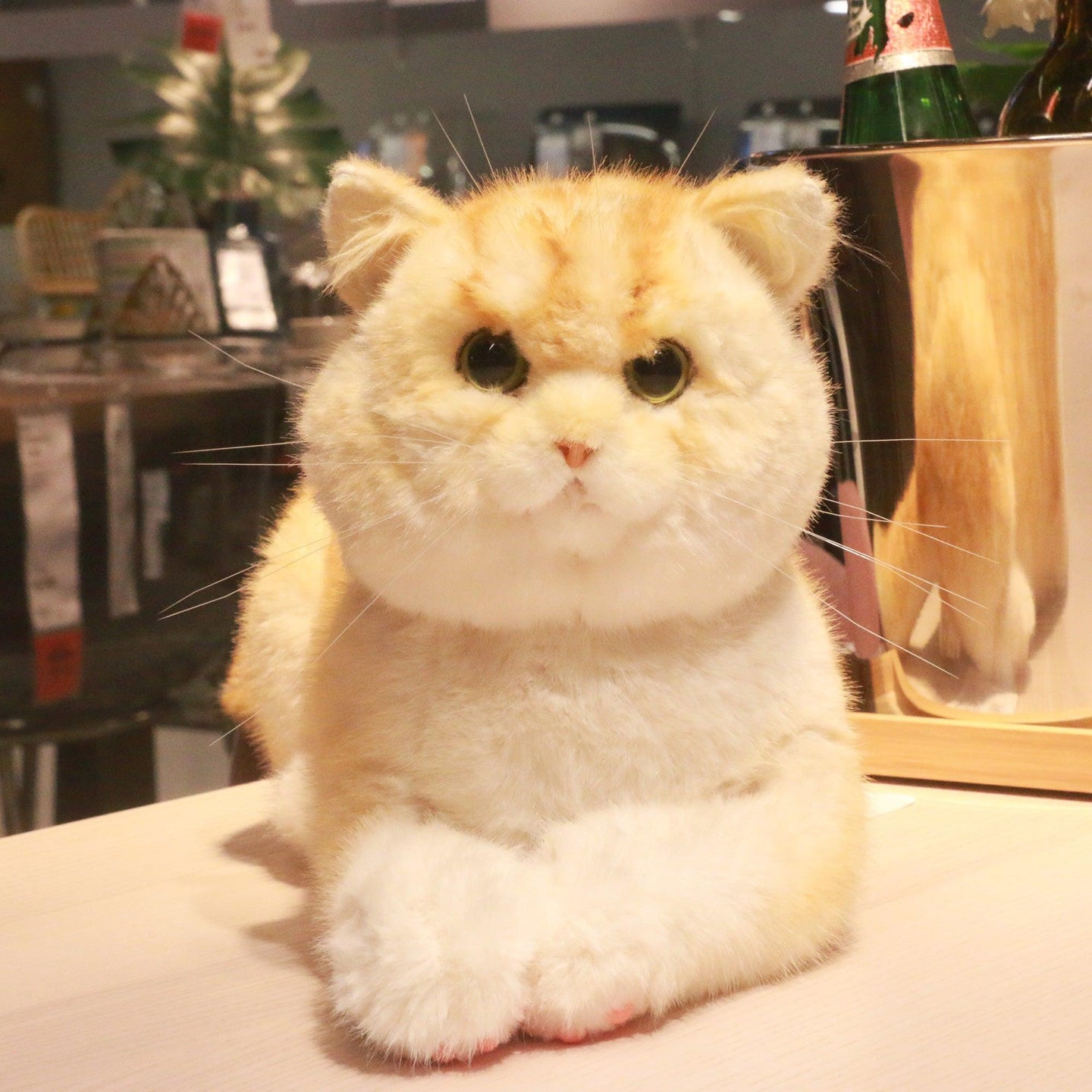 British Short Hair Cat,Golden fur - Chongker