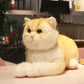 British Short Hair Cat,Golden fur - Chongker