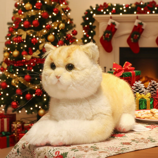 British Short Hair Cat,Golden fur - Chongker
