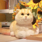 British Short Hair Cat,Golden fur - Chongker