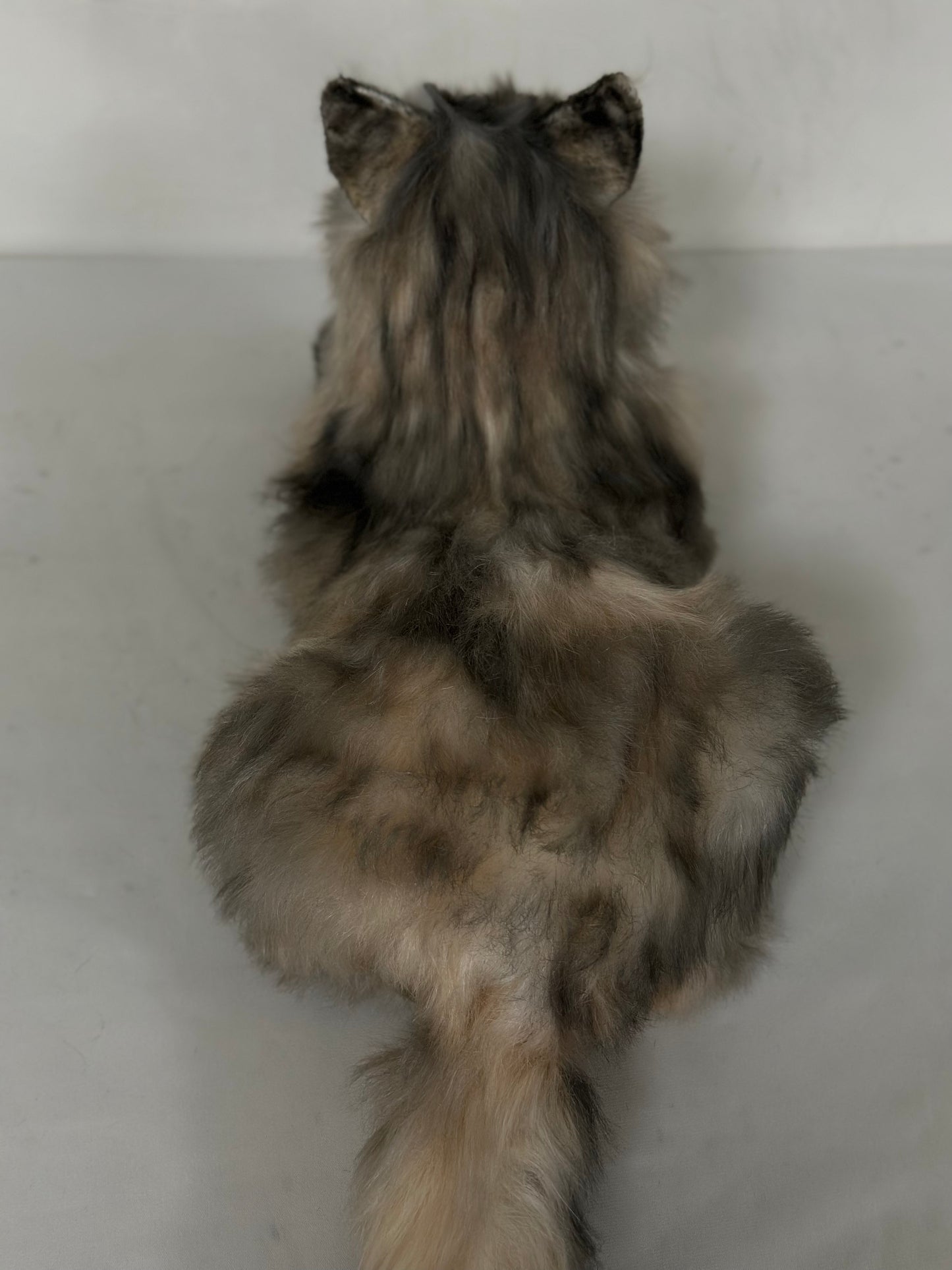 American Tabby Cat Longhair Order to Make