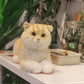British Short Hair Cat,Golden fur - Chongker