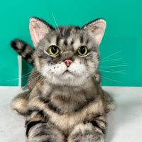 Plüsch American Shorthair Gewichtet-Handgefertigt Lebensgroßer Begleiter & Haustier-Gedenkfigur