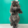 Load image into Gallery viewer, Custom Backpack (Long Hair Cat Only)
