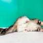 Norwegian Forest Cat Order to Make