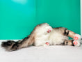 Load image into Gallery viewer, Norwegian Forest Cat Order to Make
