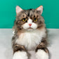 Norwegian Forest Cat Order to Make