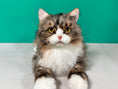 Load image into Gallery viewer, Norwegian Forest Cat Order to Make

