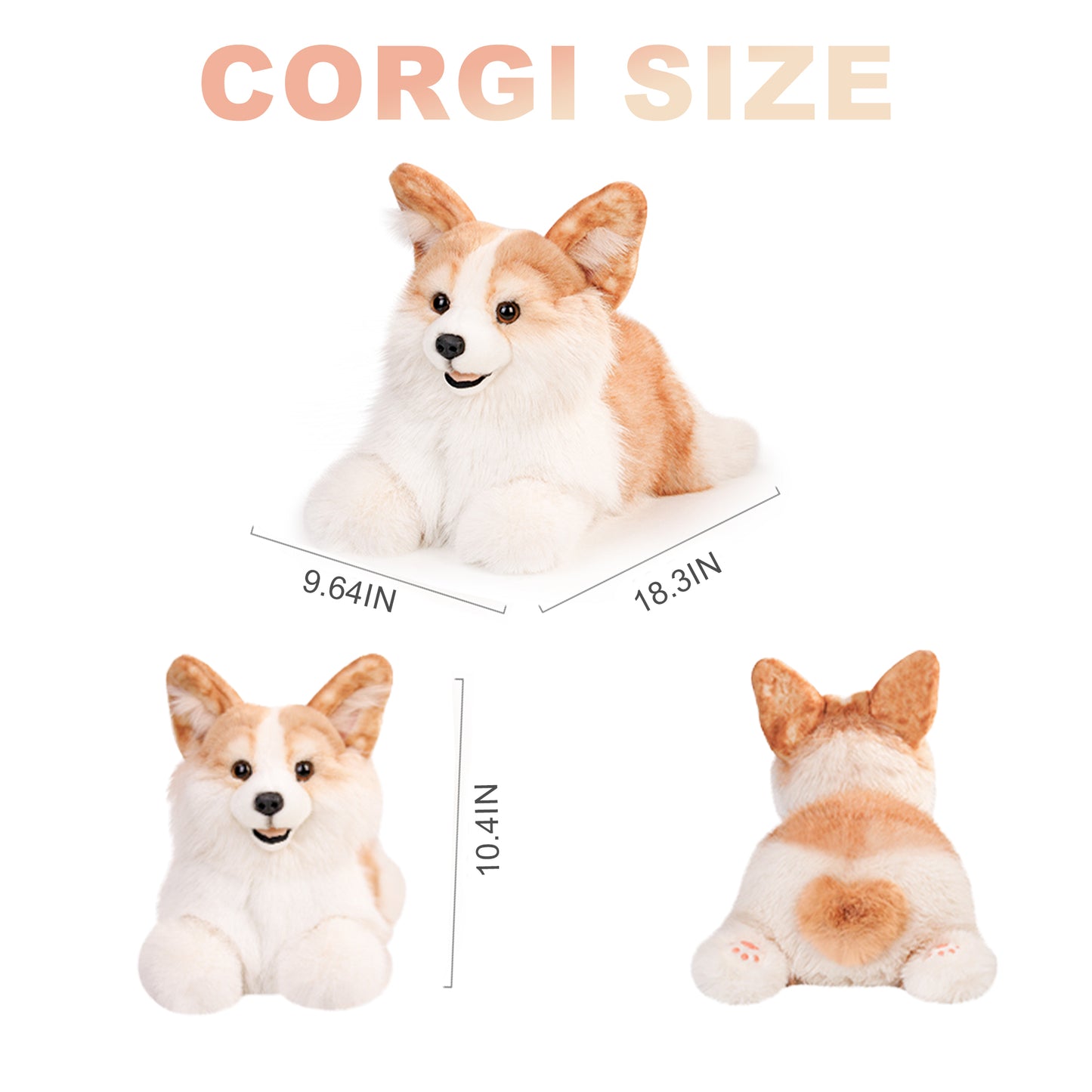 Corgi