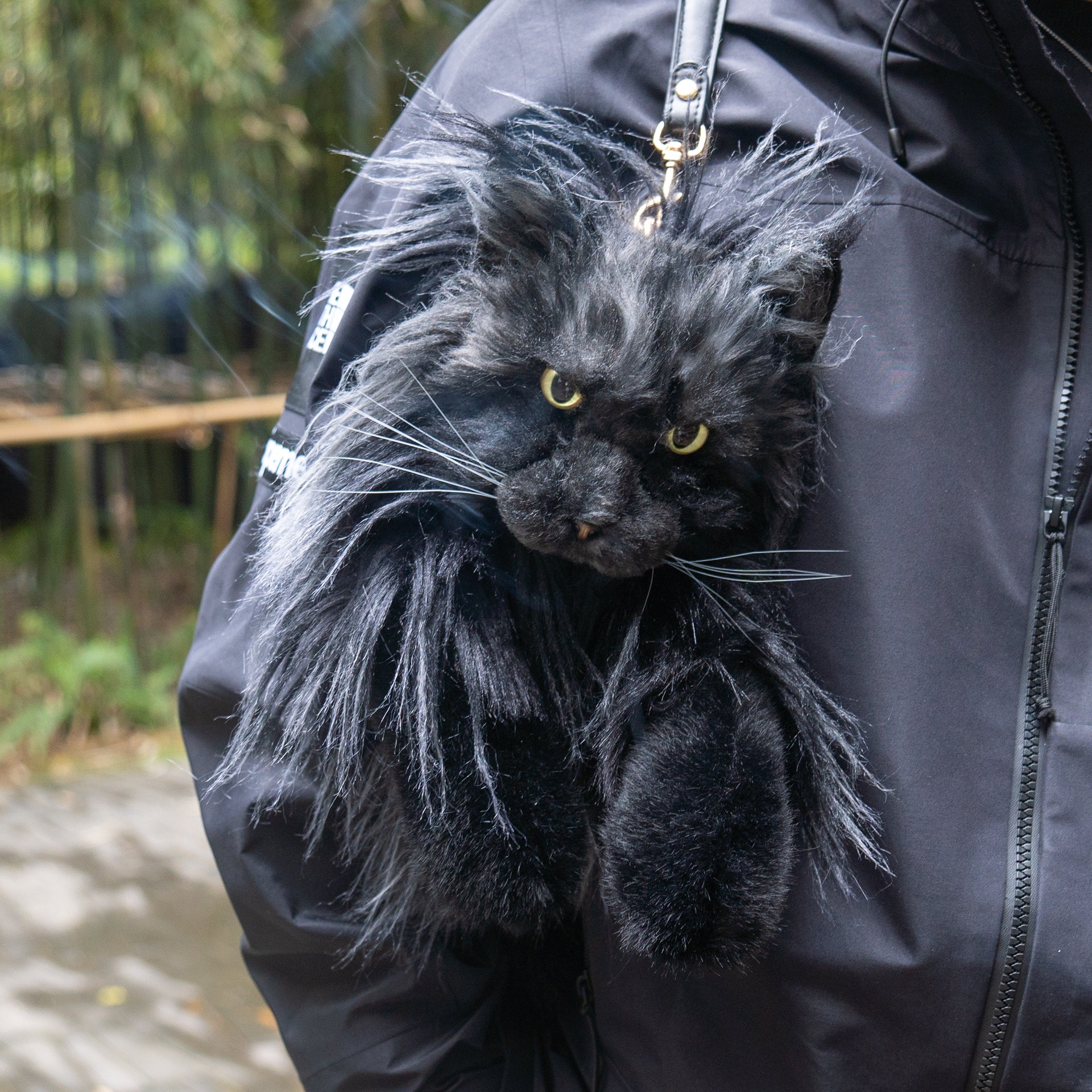 Maine Coon Cat