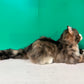 Norwegian Forest Cat Order to Make