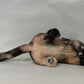 Tortoiseshell Cat Shorthair Order to Make