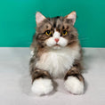 Load image into Gallery viewer, Norwegian Forest Cat Order to Make

