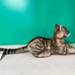 American Shorthair Order to Make