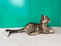 Plüsch American Shorthair Gewichtet-Handgefertigt Lebensgroßer Begleiter & Haustier-Gedenkfigur