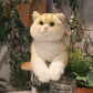 British Short Hair Cat,Golden fur - Chongker