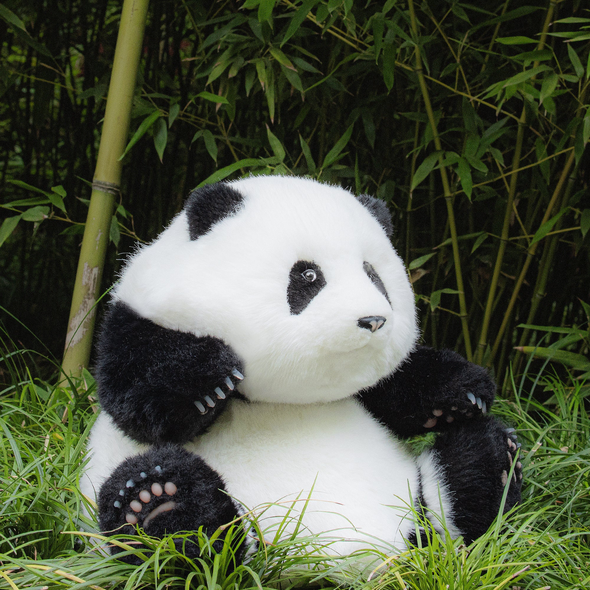 Chongker Handmade Stuffed Giant Panda Sitting (Hehua 5months old) - Chongker