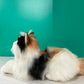 Calico Cat Order to Make