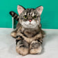 American Shorthair Order to Make