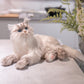 Tracy Weighted 3lbs –Relaxing Cat Toy Comfort Calming Plush