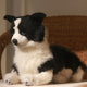 Border Collie Plush - Realistic Handmade Puppy Adjustable Posture