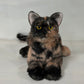 Tortoiseshell Cat Shorthair Order to Make