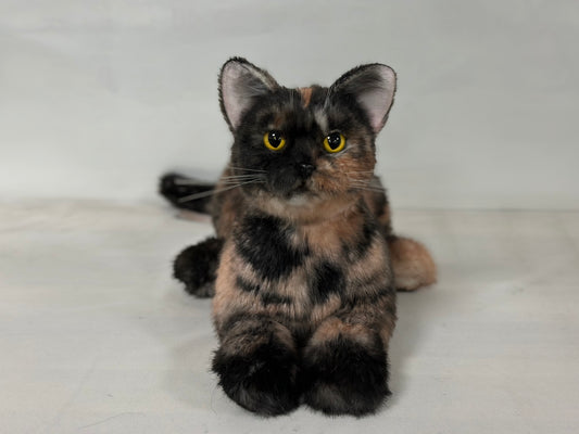 Tortoiseshell Cat Shorthair Order to Make