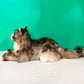 Norwegian Forest Cat Order to Make