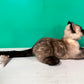 Siamese Shorthair Cat Order to Make