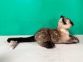 Load image into Gallery viewer, Siamese Shorthair Cat Order to Make
