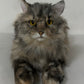 American Tabby Cat Longhair Order to Make