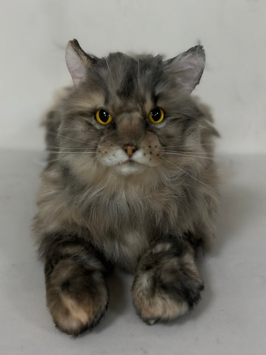 American Tabby Cat Longhair Order to Make